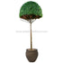 Silk Plants Direct Boxwood Umbrella - Green - Pack of 1