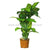 Silk Plants Direct Dieffenbachia Plant - Green - Pack of 1