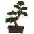 Silk Plants Direct Podocarpus Bonsai Plant - Green - Pack of 1