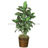 Silk Plants Direct Zebra Plant - Green - Pack of 1