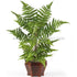 Silk Plants Direct Forest Fern Plant - Green - Pack of 1