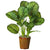 Silk Plants Direct Calathea Plant - Green - Pack of 1