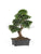 Silk Plants Direct Japanese Ficus Bonsai Plant - Green - Pack of 1
