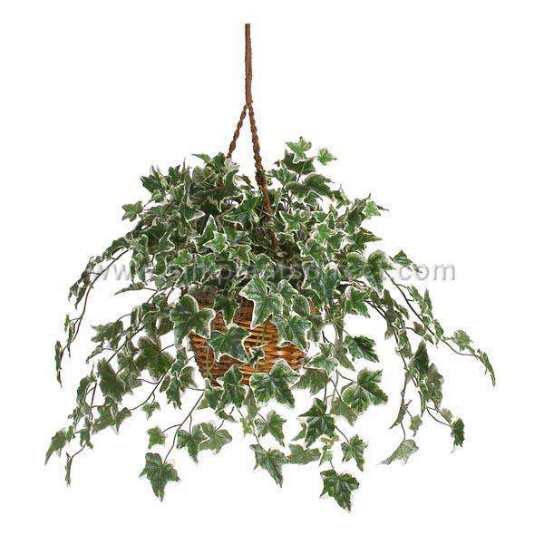 variegated hanging basket plant Holland Ivy Hanging Basket Plant - Green Variegated - Pack of 1 - (SPD-C8056S)