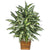 Silk Plants Direct Chinese Evergreen Plant - Green - Pack of 1