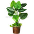 Silk Plants Direct Taro Plant - Green - Pack of 1