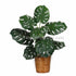 Silk Plants Direct Split Leaf Philodendron Plant - Green - Pack of 1