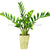 Silk Plants Direct Zamioculcas Plant - Green - Pack of 1