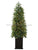 Cedar Topiary Tree with Lights - Green - Pack of 1