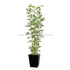 Silk Plants Direct Golden Bamboo Tree - Green - Pack of 1