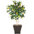 Silk Plants Direct Lemon Tree - Green - Pack of 2