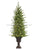 Lighted Fir Tree Siberian - Green - Pack of 1