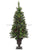 Lighted Pine Tree Bottlebrush Mixed - Green - Pack of 1