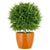 Silk Plants Direct Mini Cypress Ball Tree - Green - Pack of 2