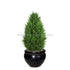 Silk Plants Direct Mini Cypress Water Drop - Green - Pack of 2