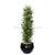 Silk Plants Direct Olive Tower Tree - Green - Pack of 2