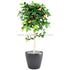Silk Plants Direct Orange Tree - Green - Pack of 2