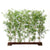 Silk Plants Direct Oriental Bamboo Hedge - Green - Pack of 2