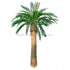 Silk Plants Direct Outdoor California Canary Date Palm - Green - Pack of 1