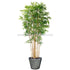 Silk Plants Direct Panda Bamboo Tree - Green - Pack of 1