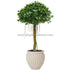 Silk Plants Direct Panda Ficus Tree - Green - Pack of 2