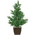 Silk Plants Direct Picea Pine Tree - Green - Pack of 1