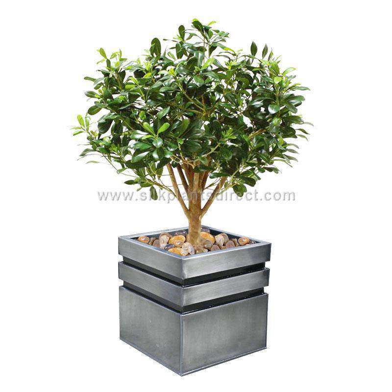 pittosporum indoor plant Pittosporum Plant - Green - Pack of 2 - (SPD-C2-4271PS)