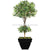Silk Plants Direct Pittosporum Tree - Green - Pack of 2