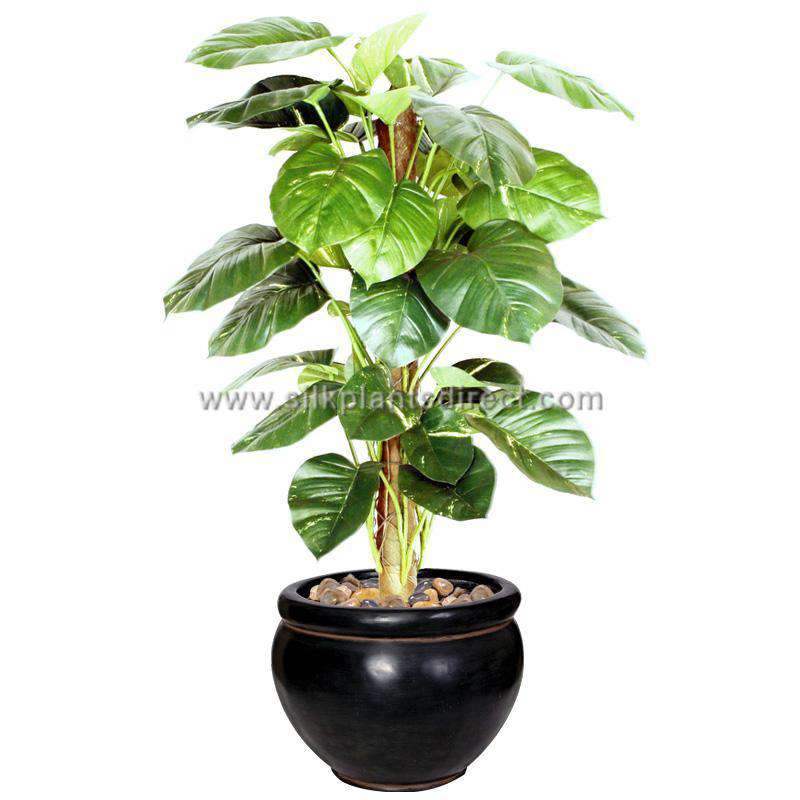 Pothos Pole Plant - Green - Pack of 2 - (SPD-C5-1661PS)