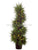 Pre Lit Topiary Spiral Tree Cedar - Green - Pack of 2