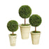 Silk Plants Direct Preserved Asparagus Topiary Balls - Green - Pack of 3