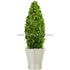 Silk Plants Direct Preserved Boxwood Diamond - Green - Pack of 1