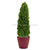 Silk Plants Direct Preserved Cypress Cone - Green - Pack of 1