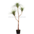 Silk Plants Direct Rain Tree - Grey Green - Pack of 2