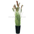 Silk Plants Direct Reed Grass - Red Green - Pack of 1