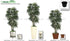 Silk Plants Direct Rhapis Palm Tree - Green - Pack of 1