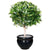 Silk Plants Direct Sweet Bay Ball Tree - Green - Pack of 2