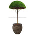 Silk Plants Direct Zen Grass Umbrella - Green - Pack of 1