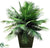 Outdoor Areca Palm Plant - Green - Pack of 1