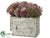 Allium, Starflower - Lavender Violet - Pack of 1