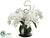 Phalaenopsis Orchid - Cream - Pack of 1