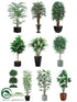 Silk Plants Direct Office Trees - Assorted - Pack of 10