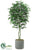 Aralia Tree - Green - Pack of 1