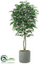 Silk Plants Direct Aralia Tree - Green - Pack of 1