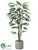 Rhapis Palm Tree - Green - Pack of 1